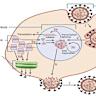 Cellular Entity Between Virus and Cell, encodes replication/not metabolism