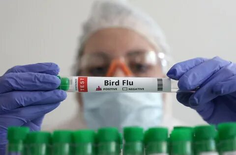 What Happened to All the Human Bird Flu Cases?