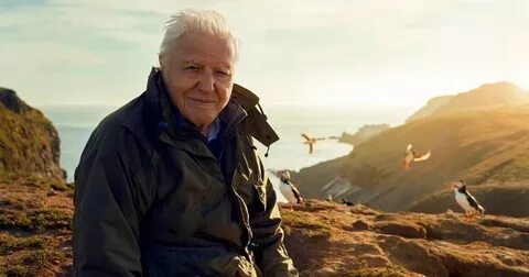 David Attenborough slams Twitter over flood of fake accounts expoiting his name - The Mirror