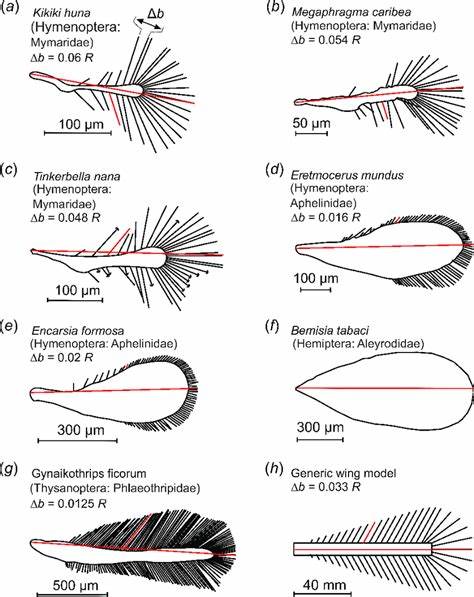 Scaling and mechanical optimality of bristled wings in microinsects