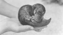 The mystery of Winston Churchill's dead platypus was unsolved – until now