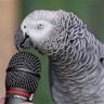 Are Language Models strategic or parrots?