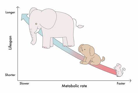 Calorie restriction can help animals live longer. What about humans?
