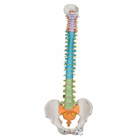 The Spine Model