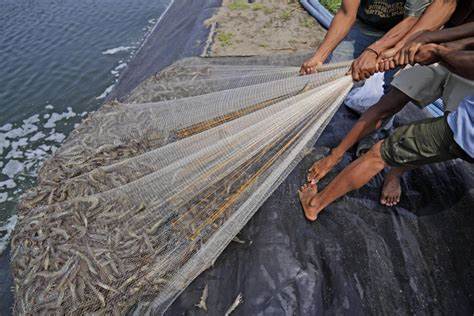 As big supermarkets pursue profits, new research shows growing exploitation of shrimp farmers - Yahoo Finance