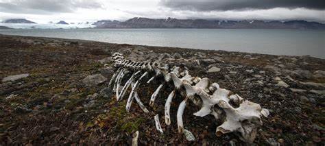 Could microbes, locked in Arctic ice for millennia, unleash a ... - UNEP