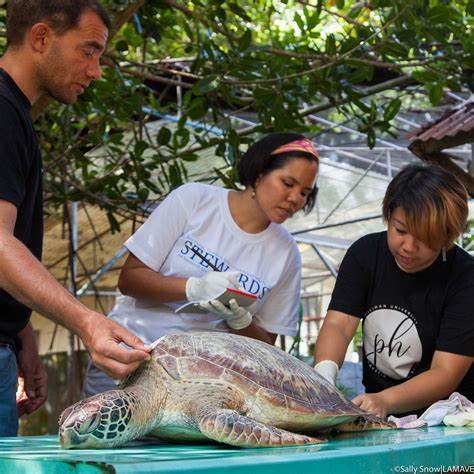 Researchers studied turtle necropsies for cancer to overturn theory