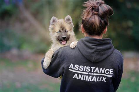 Aide aux particuliers : soutien pour les animaux