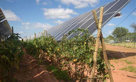 Solar panels give edge to tomatoes grown underneath