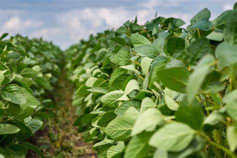 Soybeans Fade Back to Close Steady