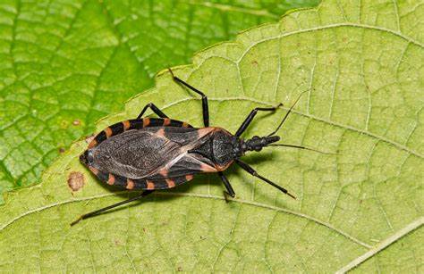 'Kissing bug' Chagas disease is here to stay in the US, experts say