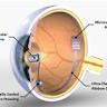 An instantaneous voice-synthesis neuroprosthesis