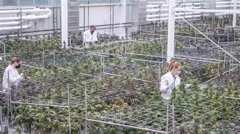 Aurora Cannabis Stock Falls as Canadian Producer Expects International Sales to Decline
