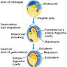 Post-gastrulation synthetic embryos generated ex utero from mouse (2022)