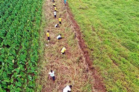 The climate case for planting trees has been overhyped – but it's not too late