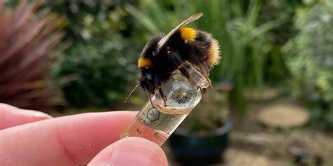 Eating Honey Is (Probably) Fine