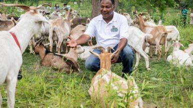 I traded my lucrative career as a mortgage broker to shepherd goats