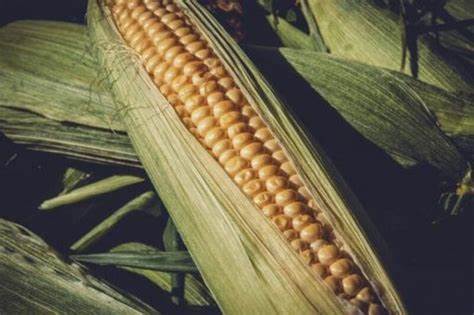 Corn Facing Pressure on Monday