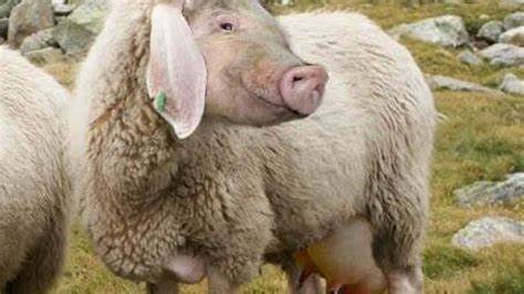 Eierlegende Wollmilchsau