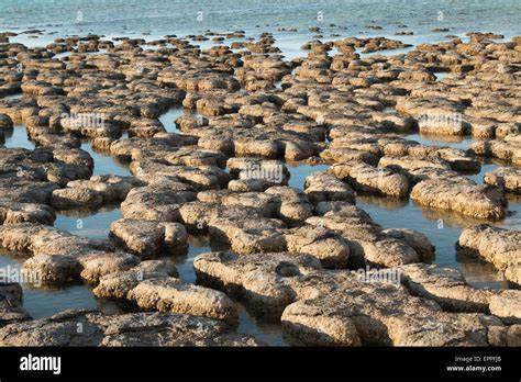 Stromatolites