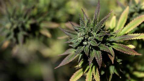 Marijuana dramatically increases risk of dying from heart attacks and stroke