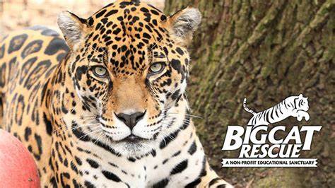 Big Cat Rescue Price: CAT Live Price Chart, Market Cap & News Today - CoinGecko Buzz