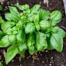 Planting bush basil near green beans naturally repels certain pests