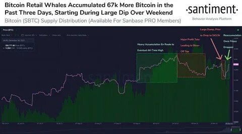 Bitcoin Retail Wallets Decline as Whales Accumulate $3.8 Billion in BTC