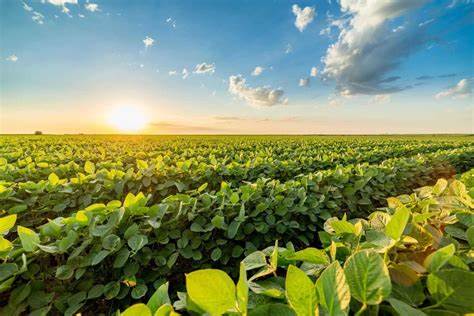 Soybeans Popping Higher on Thursday