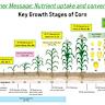 Corn Losses Extend to Wednesday’s Close