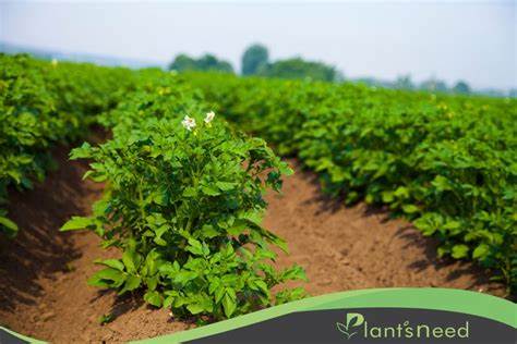 آموزش کاشت سیب زمینی (برنامه کاشت سیب زمینی) | نیاز گیاهان