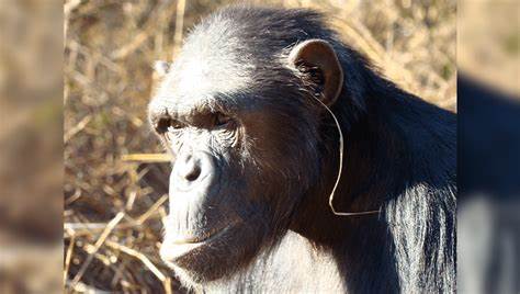 A pointless fashion trend? Chimpanzees wear blades of grass in their ears