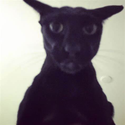Larry (Cat)