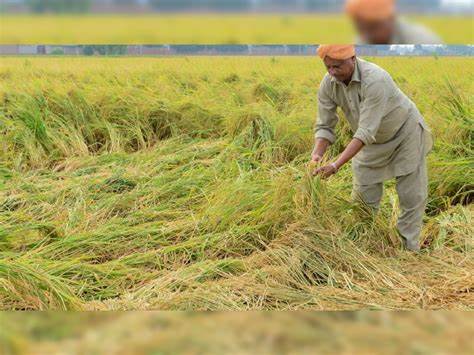 Firm to compensate farmers for losses due to paddy seed mixing