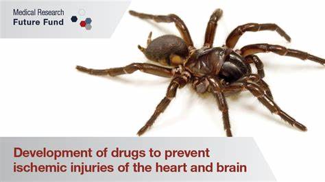 Spider Venom Prevents Tissue Damage After Heart Attack and Stroke