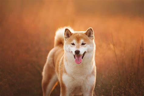 Kabosu, Famous Shiba Inu Who Inspired Dogecoin, Floki And Other Dog Cryptos, Dies At 18 - Benzinga