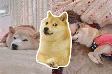 Kabosu, Dog Behind ‘Doge’ Meme And The Face Of Dogecoin, Dies At 18 - HuffPost