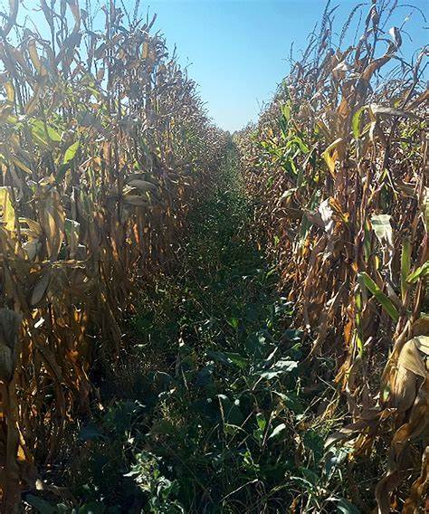 Corn Closes Mixed, as New Crop Pushes Higher